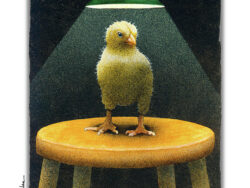 A chick standing under a heat lamp being interrogated.