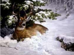 A buck laying down in the snow in a wooded area.