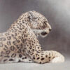 A portrait of a leopard.