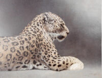 A portrait of a leopard.