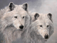 Two white wolves in the snow.