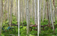Five old bicycles rest in a grove of Aspen trees.