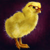 baby chick wearing glasses