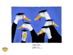 Ducks wearing cap and gowns.