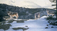 A wolf pack hunting on a snowy mountain ridge.