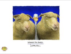 An image of a duck between two sheep.