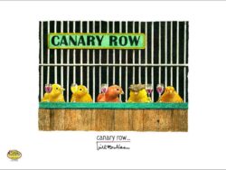 A row of canaries drinking behind bars.