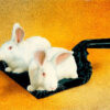 Two white bunnies sitting in a dust pan.
