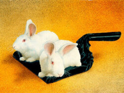 Two white bunnies sitting in a dust pan.