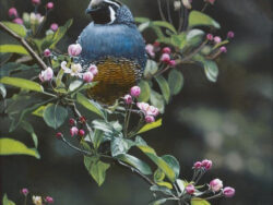 Orchard Quail by Terry Isaac for sale.