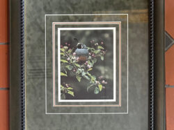 Framed Orchard Quail by Terry Isaac for sale.