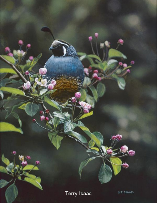 Orchard Quail by Terry Isaac for sale.
