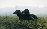Two black labs in a misty field in fall morning, by artist John Weiss