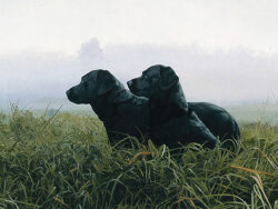 Two black labs in a misty field in fall morning, by artist John Weiss