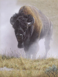 An image of a Buffalo on canvas for sale.