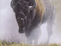 An image of a Buffalo on canvas for sale.