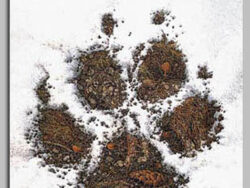 Reading the Wild, text by Elsie Maclay, art by Bev Doolittle available.